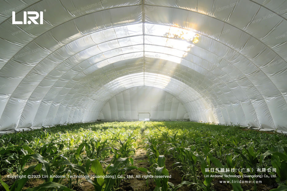 Corn field growing inside air dome greenhouse with natural sunlight filtering through the membrane