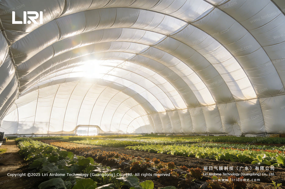 Leafy vegetable rows growing inside translucent air dome greenhouse at sunrise