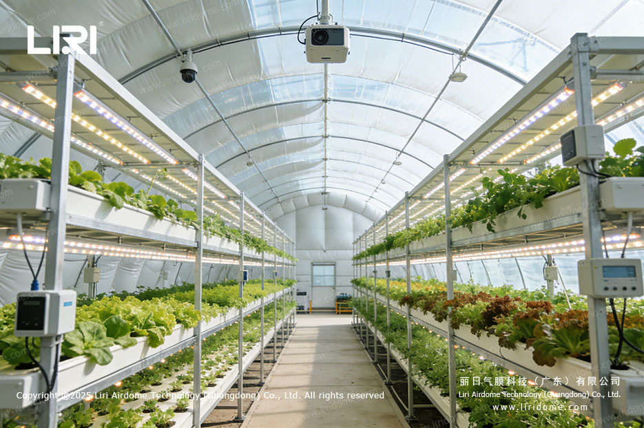 Hydroponic lettuce cultivation with LED grow lights on tiered racks inside air dome greenhouse